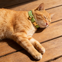 Collier pour chaton en velours côtelé couleur unie, réglable et confortable, personnalisable avec logo, pour chat et chaton