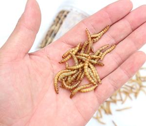Akvaryum balıkları için süs balığı yem sucul böcek Mealworms kurutulmuş hayvan yemi - Product Image 4