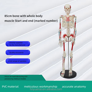 Oferta Especial Buen Precio Modelo de Esqueleto Humano de PVC de 170 cm (66 pulgadas) a Tamaño Real para Enseñanza, Suministros Médicos - Product Image 3