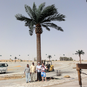 Su misura 3m 5m 8m grande fibra di vetro pianta artificiale di plastica cocco canarino datario palma per la <span class=keywords><strong>casa</strong></span> resistenza UV decorazione del giardino - Product Image 3