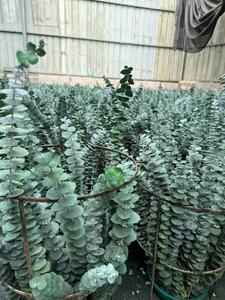 باقة أوراق الأوكالبتوس المحفوظة عالية الجودة بسعر رخيص للبيع بالجملة لتزيين حفلات الزفاف والمنزل - Product Image 2