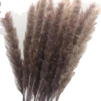Rumput Pampas Kering Premium Buatan Tangan yang Diawetkan |   Gaya Boho untuk Dekorasi Pernikahan, Natal, Wisuda, dan Rumah - Tahan Lama 3-5 Tahun