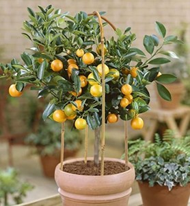 100% échelle en U en <span class=keywords><strong>bambou</strong></span> naturel treillis en <span class=keywords><strong>bambou</strong></span> en forme de U fort <span class=keywords><strong>pour</strong></span> <span class=keywords><strong>plantes</strong></span> <span class=keywords><strong>grimpantes</strong></span> en plein air plante de <span class=keywords><strong>bambou</strong></span> Steaks U-Hoop 11 - Product Image 5