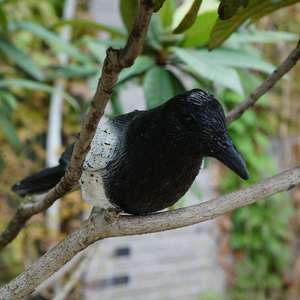 Plastica gazza richiami nero floccante gazze simulazione gazze di plastica statua all'aperto decorazione del giardino per tenere l'uccello lontano - Product Image 5