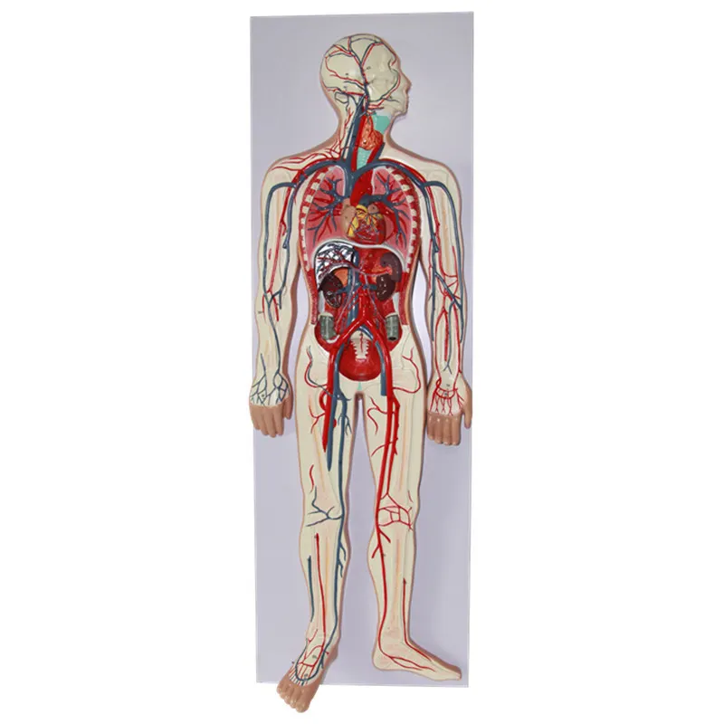 人間の血液循環システムモデル体全体の血液循環のための主要な動静脈の構造