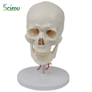 Modèle <span class=keywords><strong>de</strong></span> squelette humain médical SCIEDU, ressource pédagogique, en PVC, taille adulte, 7 vertèbres cervicales avec crâne, fabriqué au Sichuan - Product Image 1