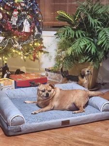 Wasserdichtes, modernes orthopädisches Hundebett mit abnehmbarem Bezug, Memory-Schaum, XL, waschbar, mit erhöhtem Rand, für große Hunde mit Gelenk-Arthritis - Product Image 6