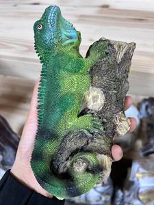Jardinage Extérieur Résine Artisanat Vivid Simulé Lézard <span class=keywords><strong>Caméléon</strong></span> Animal Jardin Cour Résine Artisanat Cartoon Vente en gros Ornement unique - Product Image 4