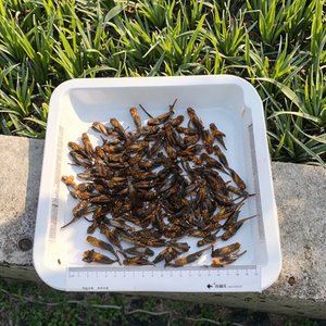 Sıcak satış ince işlenmiş 4-6cm pelet dondurularak kurutulmuş balık gıda solucanlar için cilt ve ceket sağlık - Product Image 5