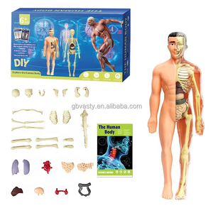 Stelo scienza natura 3D corpo umano Knockdown organi umani struttura scheletro solido modello di anatomia umana - Product Image 1