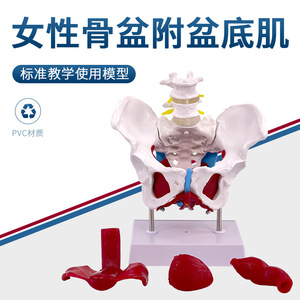 Modèle d'anatomie reproductive pelvienne féminine ; structure pelvienne ; deux vertèbres lombaires ; ceinture pelvienne et muscles du plancher pelvien; - Product Image 1