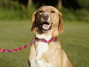 Laisse pour chien à imprimé floral avec deux mousquetons, couleurs personnalisables, adaptée aux races petites/moyennes/grandes - Product Image 5