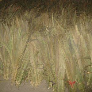 Balai à herbe VINACRAFT pour usage domestique avec pelle et manche, fabriqué à partir de matières premières pour le nettoyage quotidien - Product Image 1