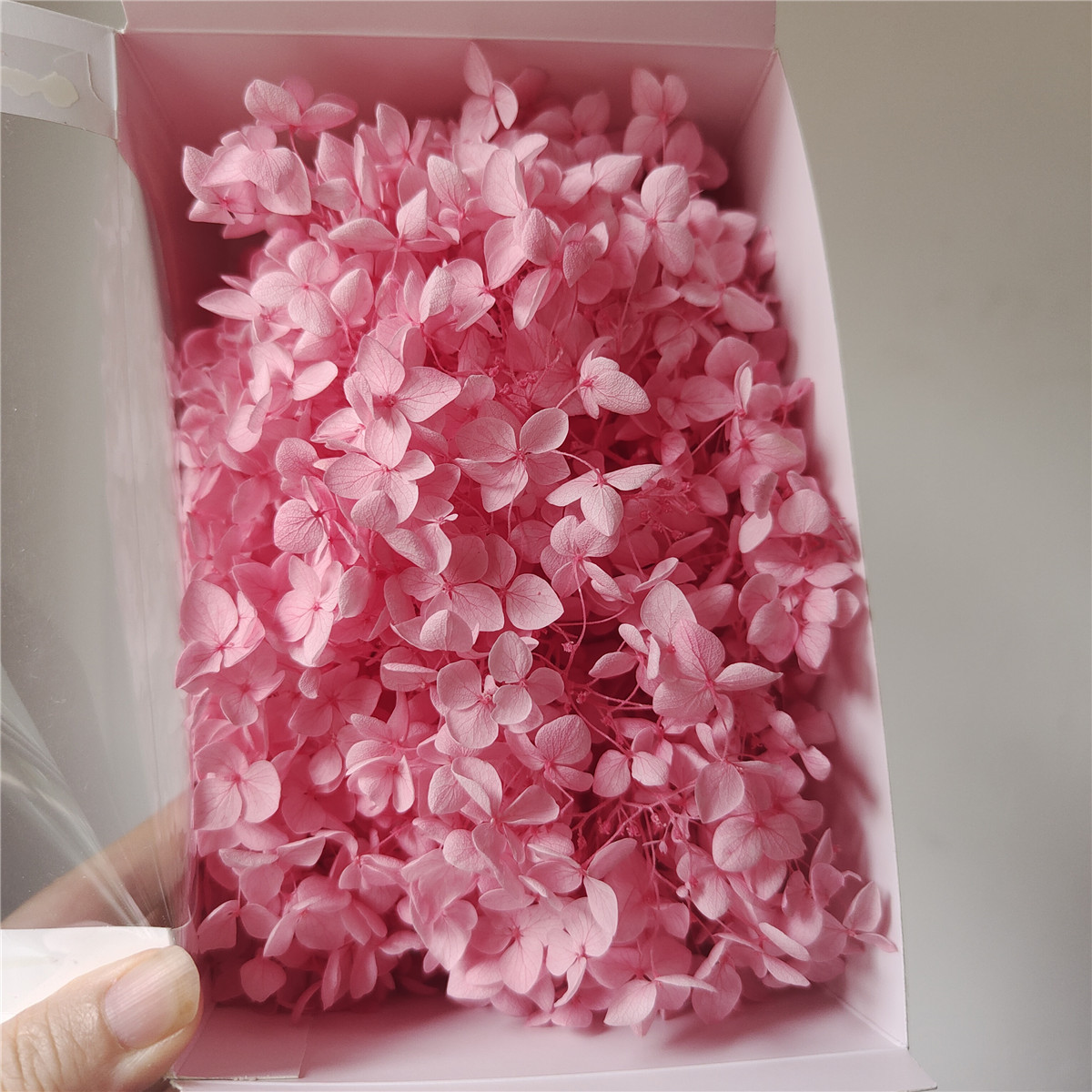 Pollen de Sakura