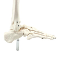 Modelo de Esqueleto Humano Grande, Modelo de Anatomía, Circuncisión Automática, Modelo de Esqueleto Flexible de China, Venta