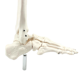 โมเดลโครงกระดูกมนุษย์แบบใหญ่การขลิบอัตโนมัติ - Product Image 4