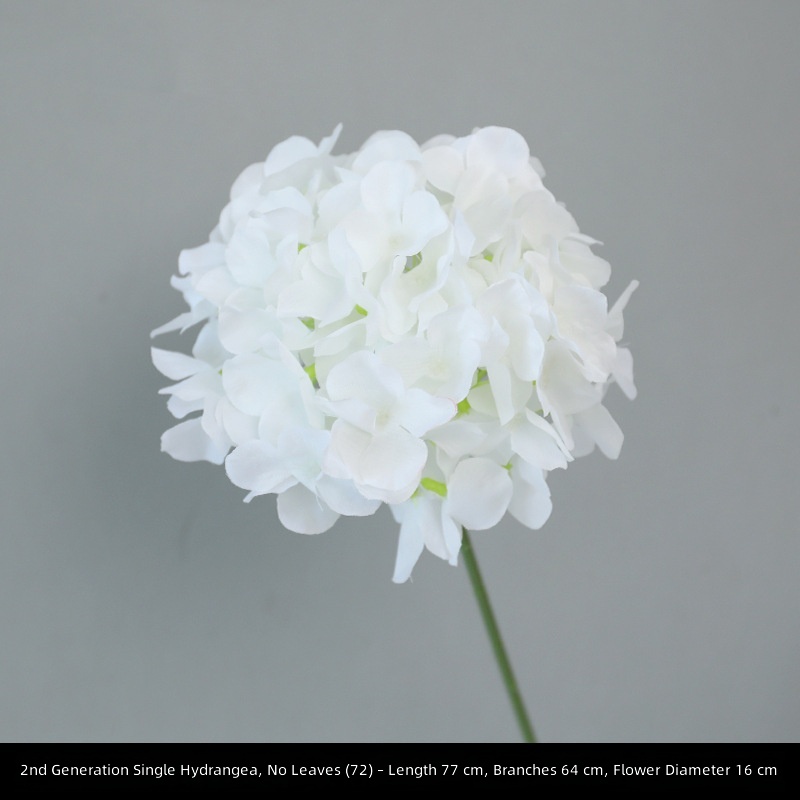 Hortensia à tige unique de 2e génération