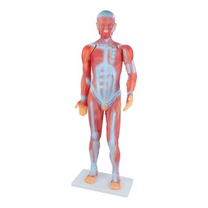 Modèle d'enseignement du <span class=keywords><strong>corps</strong></span> <span class=keywords><strong>humain</strong></span> complet Maihun, modèle d'anatomie <span class=keywords><strong>musculaire</strong></span> pour la dissection, 85 cm, en PVC - Product Image 1