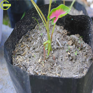 <span class=keywords><strong>Sac</strong></span> de <span class=keywords><strong>plantation</strong></span> <span class=keywords><strong>en</strong></span> plastique économique pour fraise - Product Image 6