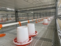 Fermes avicoles cage automatique pour poulets de chair d'élevage en batterie de type h