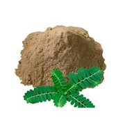 Extrait sec de Phyllanthus Niruri Bhuiamla de qualité supérieure, poudre naturelle d'ingrédient botanique à base de plantes pour le bien-être et les compléments nutritionnels