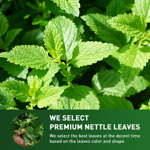 علامة خاصة عضوي مخلوط جودة صحية نقية أوراق نبات القراص العشبية - Product Image 4