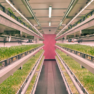 Ferme hydroponique NFT, agriculture verticale intelligente, ferme <span class=keywords><strong>en</strong></span> conteneur maritime, grande serre, structure <span class=keywords><strong>en</strong></span> acier Corten, contrôle climatique, <span class=keywords><strong>laitue</strong></span> - Product Image 1