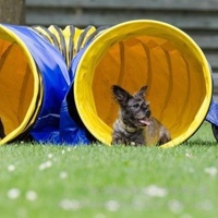 USMILEPET Tunnel d'entraînement pour chiens en PVC de 60 cm, très vendu, résistant aux déchirures et à l'usure