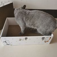 Remplacement 5 pièces/boîte papier ondulé chat lit OEM Logo été chat griffoir lit de jeu
