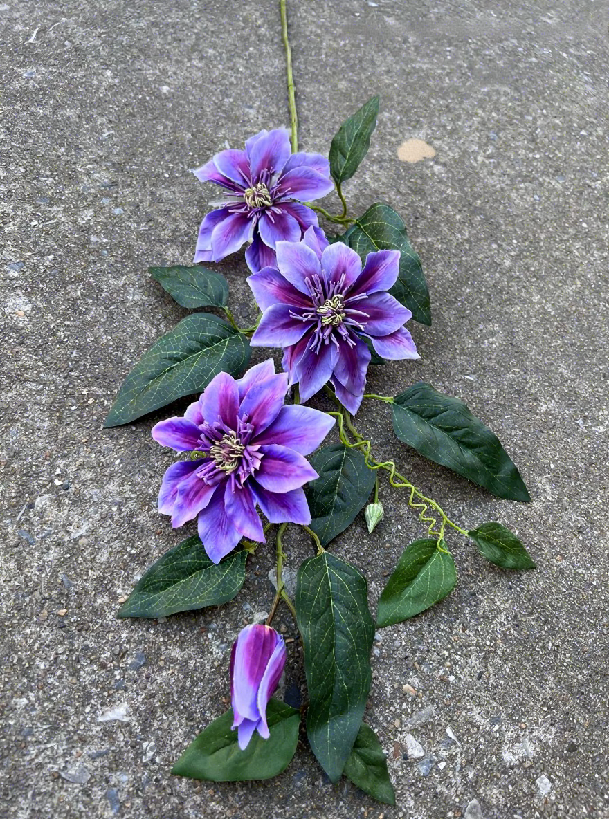 11#Clématite reine à 4 têtes violette