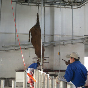 <span class=keywords><strong>Abattoir</strong></span> à bétail avec équipement d'abattage de bovins - Product Image 3