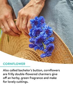 Mélange de coupe de truies de fleurs sauvages sans OGM 15 variétés de fleurs sauvages <span class=keywords><strong>vivaces</strong></span> pour pots de fleurs jardinières en vrac <span class=keywords><strong>avec</strong></span> fleurs artificielles - Product Image 3