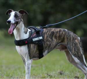 <span class=keywords><strong>Harnais</strong></span> <span class=keywords><strong>pour</strong></span> chien en tweed marron, réglable, réfléchissant, <span class=keywords><strong>pour</strong></span> l'extérieur, taille moyenne et grande, respectueux de l'environnement, <span class=keywords><strong>pour</strong></span> la promenade, sans laisse - Product Image 6