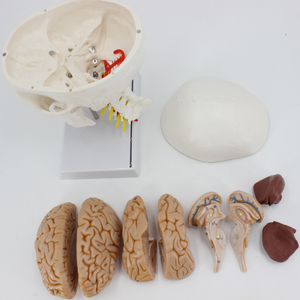 Modèle de crâne humain anatomique grandeur nature de haute qualité avec cerveau et colonne vertébrale, modèle de tête humaine avec sutures osseuses - Product Image 6