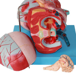 Мышцы головы и шеи и кровеносные сосуды, прикрепленные к мозгу модель анатомической модели головы и лица - Product Image 4