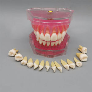 Studio di insegnamento del dente rimovibile estrazione denti dentali modello odontoiatria pratica formazione studio Typodont modelli dentista - Product Image 2