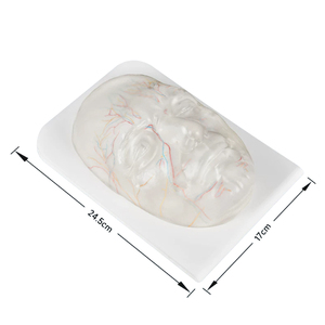 Modelo Facial DARHMMY de Alta Transparencia para Entrenamiento de Microcirugía, Práctica de Inyección Facial para Relleno de Ácido Hialurónico - Product Image 2