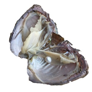 Freshwater Pearl Necklace Set &amp; Bracelets Natural Loose Pearls Ocean Love En Vrac Real Shell Canned Oyster En <strong>Perles</strong> En Vrac - Product Image 3