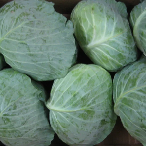 Kubis Segar Bersertifikat Organik Cina - Merek Agri-King Harga Grosir Sepanjang Tahun