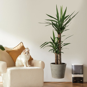 Adesivo Murale con Piante in Vaso <span class=keywords><strong>per</strong></span> Soggiorno, Camera da Letto, Corridoio, Decorazione di Sfondo, Carta da Parati Autoadesiva in PVC <span class=keywords><strong>per</strong></span> Festività - Product Image 2