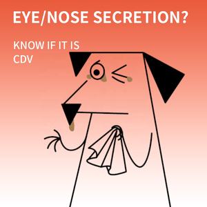 Sabervet Dog <span class=keywords><strong>Test</strong></span> Veterinär produkte Canine Staupe <span class=keywords><strong>Test</strong></span> <span class=keywords><strong>Kit</strong></span> - Product Image 2