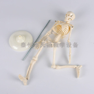 Modelo Esquelético Infantil 39051, Modelo Esquelético Humano Completo, Instrumento de Enseñanza, Modelo Biológico, Modelo Médico - Product Image 1