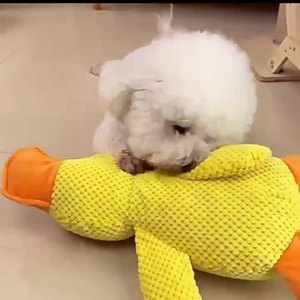 Jouet en peluche en forme de canard, jouet sonore pour chien, anti-ennui, style dessin animé, fonctionnement manuel - Product Image 5