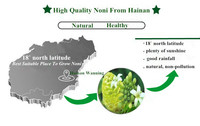 Tranches de Noni séchées, purement naturelles, spécialité locale de Hainan |   Collation de superfruits tropicaux séchés au soleil de qualité supérieure