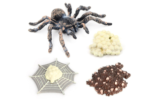 2021 Lớp Khoa Học Công Cụ Giáo Dục Thế Giới Tự Nhiên Động Vật Cá Côn Trùng Nhện Mô Hình Nhựa Đồ Chơi Vòng Đời - Product Image 2