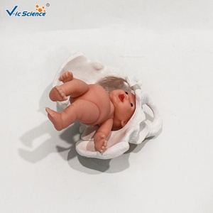Modèle anatomique de bassin féminin en PVC, 3 parties détachables avec symphysis pubienne, pour l'enseignement des sciences médicales, certifié CE ISO ROHS CNAS - Product Image 3