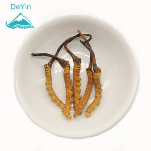 5000 pezzi per kg pure wild Nagqu Top grade <span class=keywords><strong>Cordyceps</strong></span> sinensis S size - Product Image 1