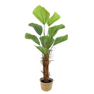 <span class=keywords><strong>Palmier</strong></span> <span class=keywords><strong>Licuala</strong></span> Artificiel avec Pot, Plante de <span class=keywords><strong>Palmier</strong></span> en Fausse Feuille de <span class=keywords><strong>Palmier</strong></span>, Plante Tropicale en Pot pour la Décoration Intérieure de la Maison et du Bureau - Product Image 5