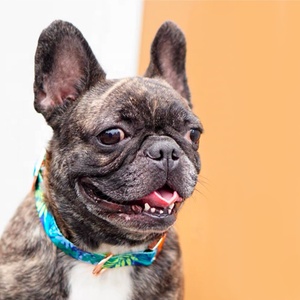 Collar personalizado con patrón floral para perros con etiqueta de identificación de nombre grabada personalizada para perros pequeños y grandes - Product Image 5