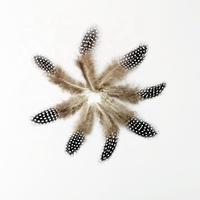 Großhandel Fliegen binden Körper Feder Flügel Schwanz Material Guineafowl Feder 5cm 12cm Länge Fliegen binden Material Fasanen federn
